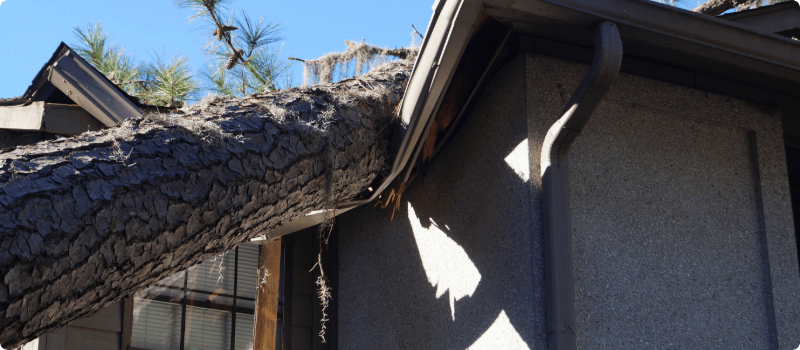 House with a tree on its roof.