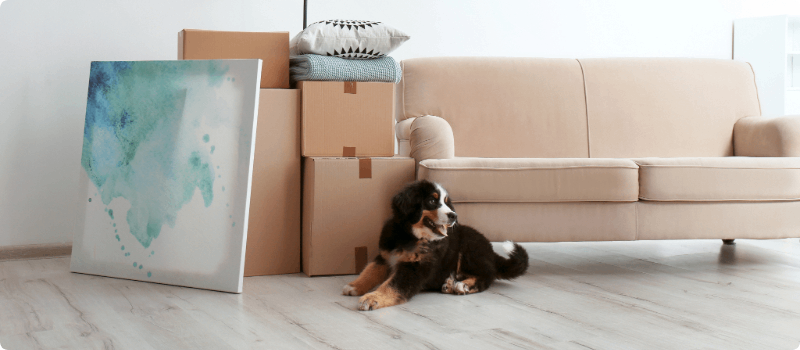 Happy puppy, sitting on a living room floor in front of packed boxes. 