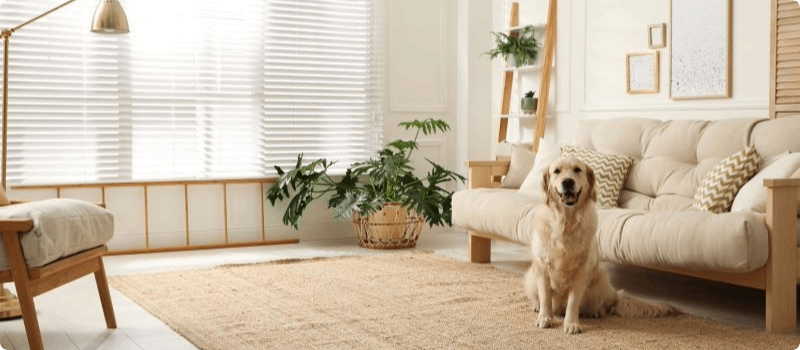 Happy dog sitting in a living room. 