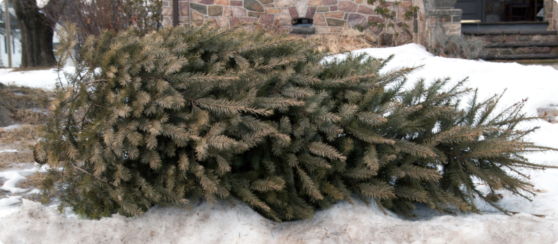 A dried-out Christmas tree lying on a street curb.