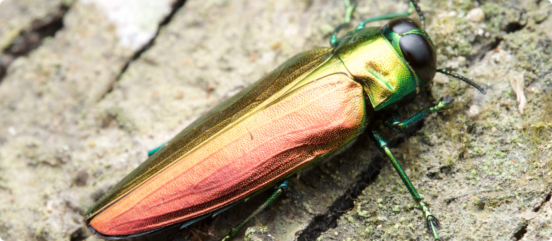 Agrilus planipennis - Emerald ash borer