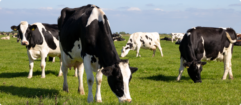 a group of cows grazing in a field