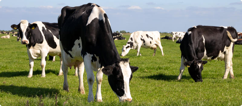 cows in a field