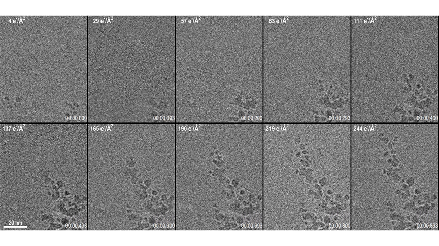 10 Frames from a 1 s long video acquisition of dendrite growth. Data was collected at 75 fps. After drift correction, 5 frames were averaged using an exponentially weighted moving average to produce the images shown here. The cumulative dose is given in the top left of each frame, while the time (m:s:ms) is given in the bottom right. Total dose for entire video was only 270 e-/A2. The full video is below.