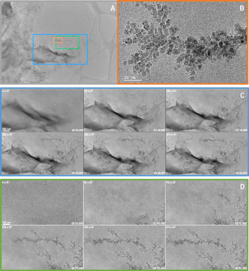 A) A still frame taken from near the end of the video showing the entire region which was captured throughout the video. Colored boxes indicate the regions that are displayed in more detail in B,C and D. B) A summed frame from near the end of the video showing the high resolution information that was captured. This frame is the result of summing 100 original frames after drift correction. C) 6 summed frames from a video acquired over 8 minutes of dendrite growth. Data was collected at 5 FPS. After drift correction, 10 frames were summed to produce the images shown. The cumulative dose is given in the top left of each frame, while the time (m:s:ms) is given in the bottom right. Total dose for entire video was only 474 e-/A2. D) A smaller region processed in the same way as in C but displayed at a higher magnification so more detail is visible. Full videos can be found below.