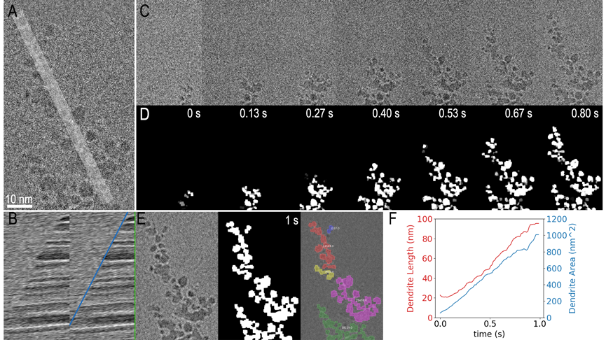 Processing and Analysis at the Microscope. Data from a 1s, video captured with K3 IS counting camera. Raw data from final frame is shown in A) along with the profile used to produce the kymograph in B), where the profile is sampled over time. The same kymograph with a blue line corresponding to the average linear growth rate and a vertical green line indicating which profile was calculated from the frame in A) A selection of the 75 raw frames, are shown in C), with the corresponding segmented images in D). The final (filtered) frame is shown in E, along with the corresponding segmented frame and a color overlay on the filtered frame of connected segmented areas. The final measured values for dendrite length and area as a function of time are given as a plot in F).