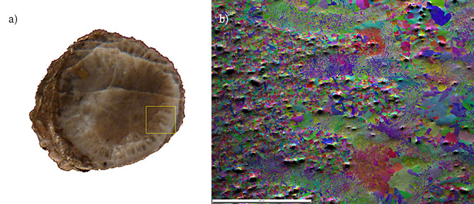 a) Cross-section through a fossil crinoid stem. b) IPF on PRIAS™ center map of the fossil crinoid stem sample collected from the indicated area.