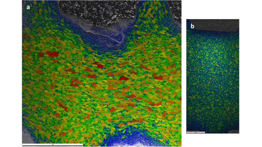 Grain maps of the two screws shown at the same scale illustrating the difference in grain size. a) Shows a coarse-grained microstructure and b) depicts a fine-grained microstructure.