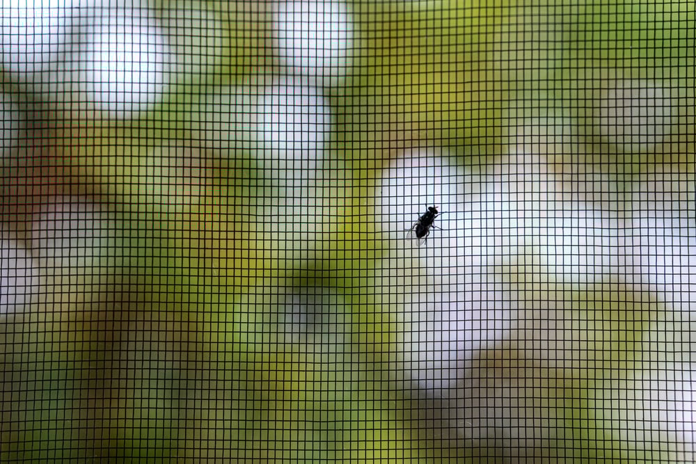 Window & Door Screens: Your Insect Screen Guide 