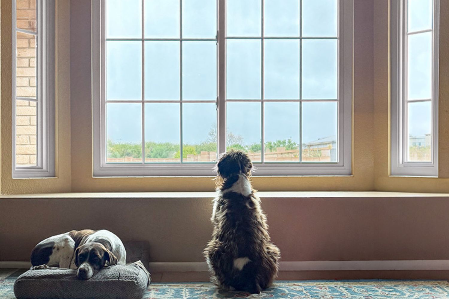 A dog sleeping while another dog is staring out of large Renewal by Andersen casement windows