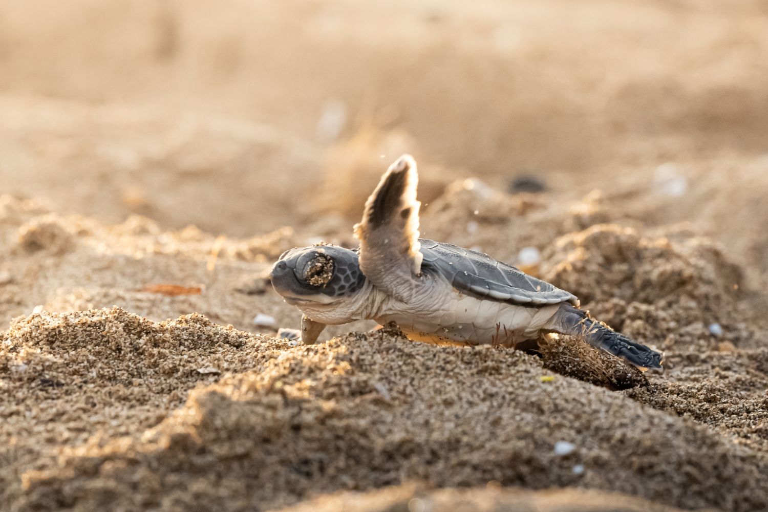 Turtle in sand