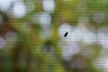 An insect screen with a fly on it