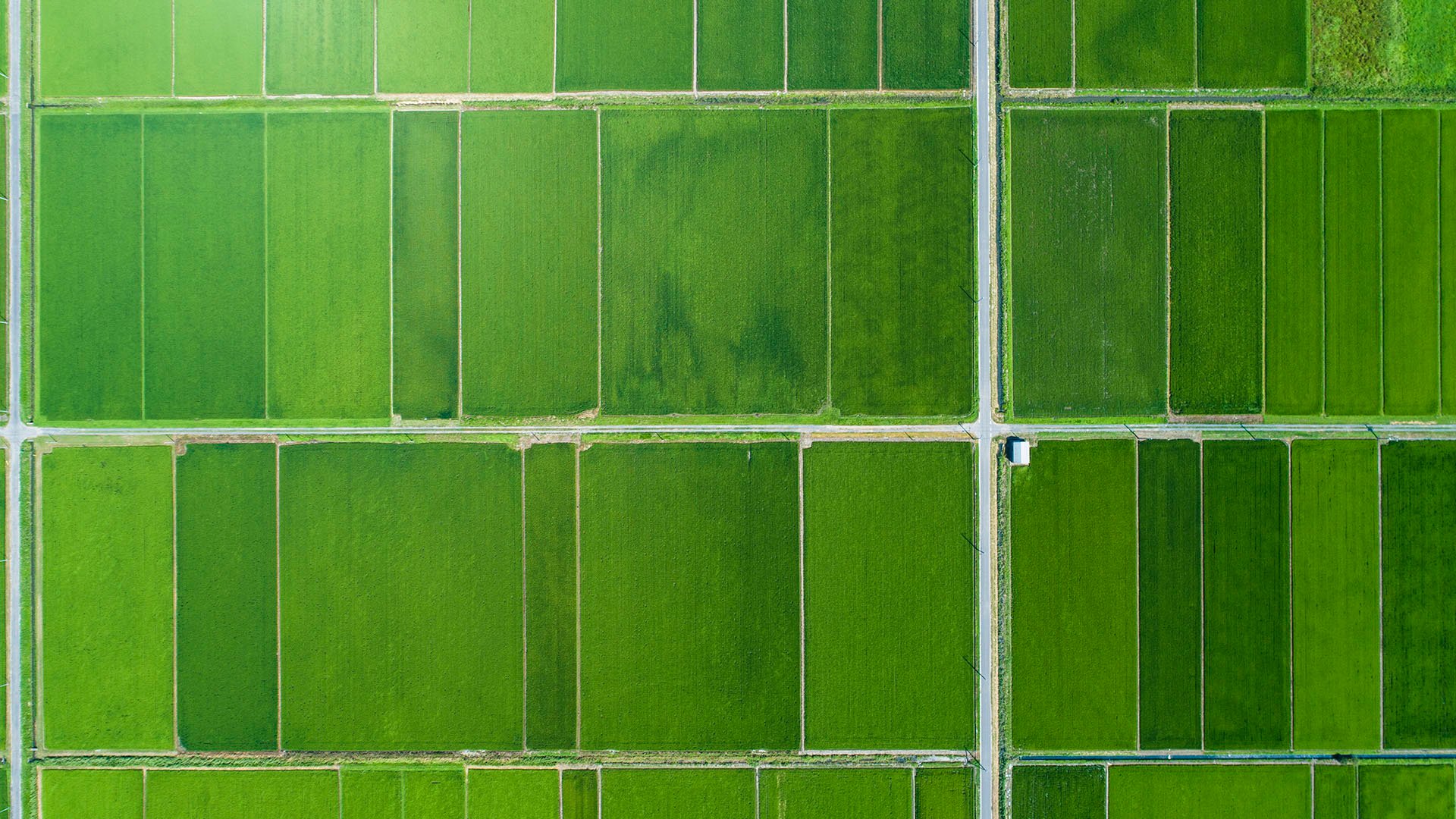 Green fields of plants on a farm