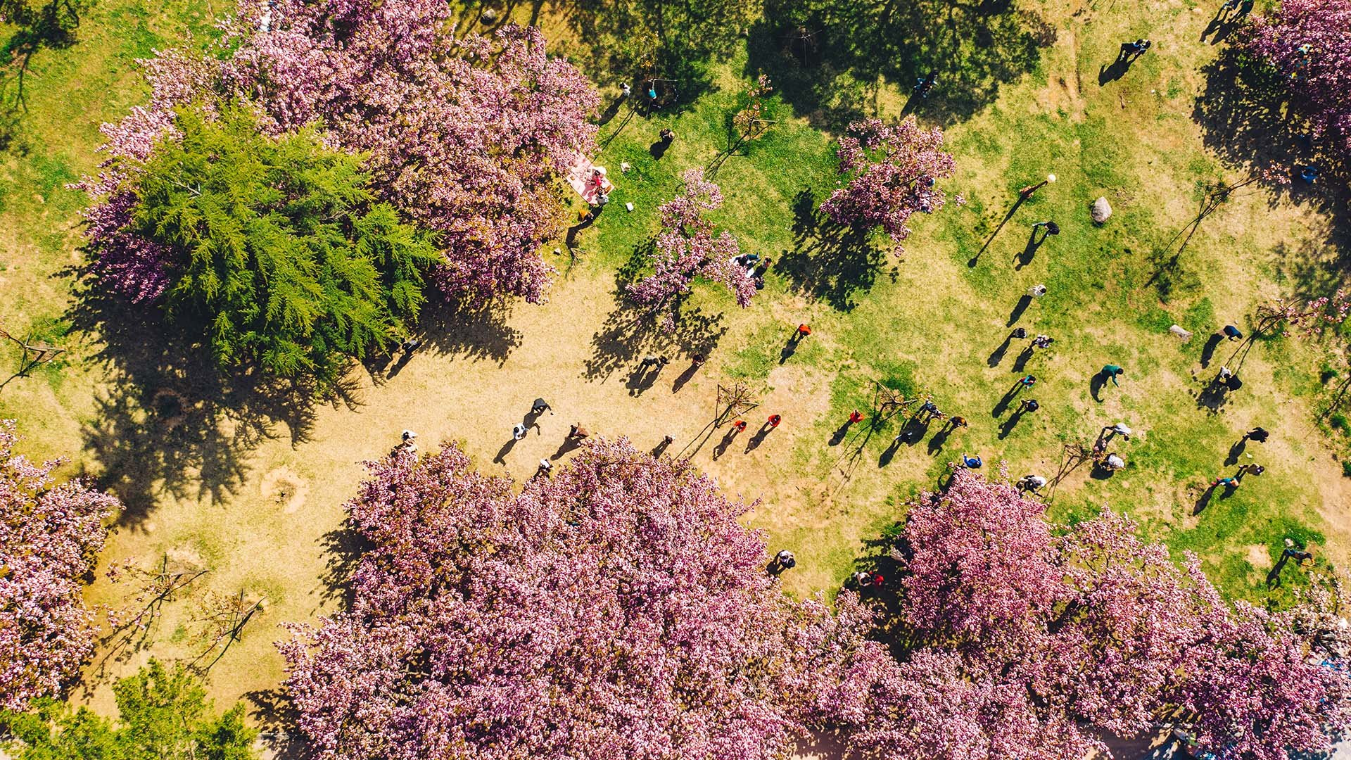 Aerial view of people enjoying cherry blossom trees in full bloom at a park, with the vibrant pink flowers contrasting the green grass and trees.
