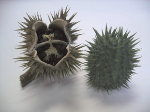 Photos of mature and immature thorn apple seedpods.