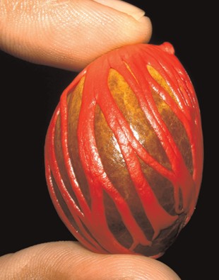 Photo of nutmeg seed held between two fingers.