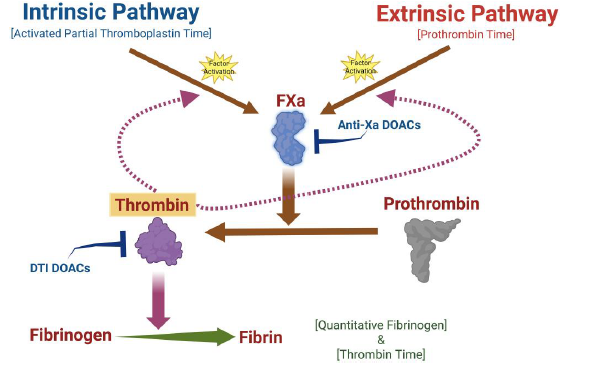 A schematic illustrating the coagulation cascade in vitro. The intrinsic and extrinsic pathways intercept at FXa, which is the start of the common pathway. FXa is responsible for activating prothrombin to thrombin, and thrombin cleaves fibrinogen into fibrin, which arranges to form the fibrin clot. The anti-Xa DOACs inhibit the activity of FXa, while the thrombin inhibitor DOAC inactivates thrombin. Created in BioRender. Harris, N. (2024) https://BioRender.com/c54d428.