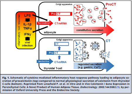 Schematic of cytokine-mediated inflammatory host response pathway leading to adipocyte secretion of procalcitonin (top) compared to normal physiological secretion of calcitonin from thyroidal C-cells (bottom).