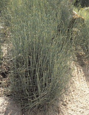 Photograph of Ephedra sinica plant.