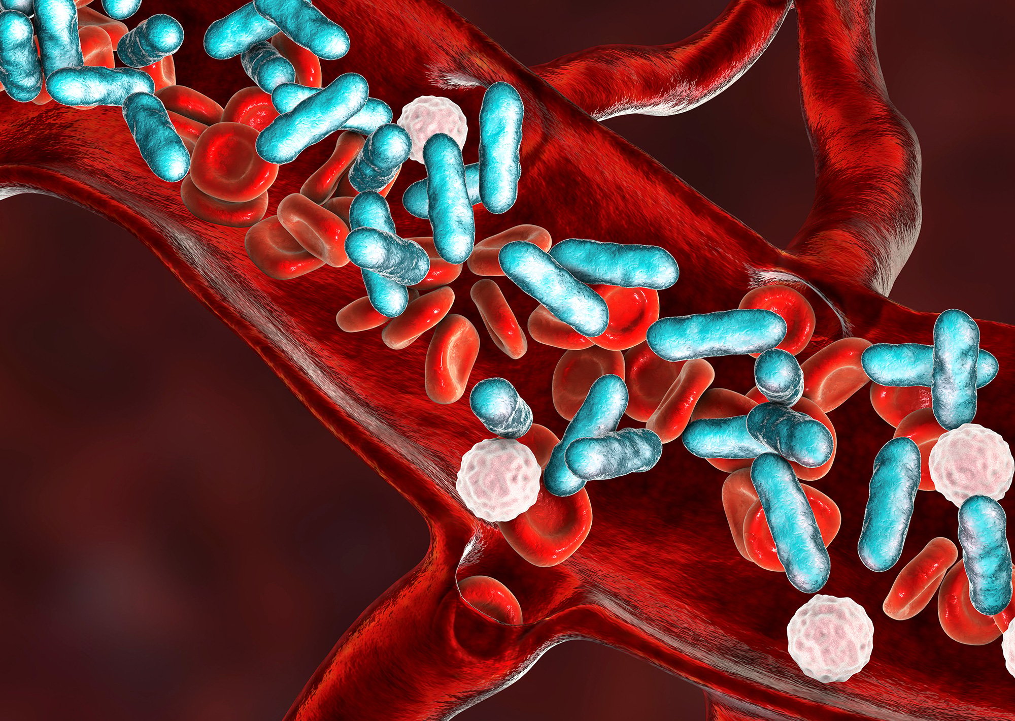 Magnified cluster of multicolored cells