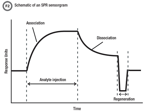 SPR sensogram