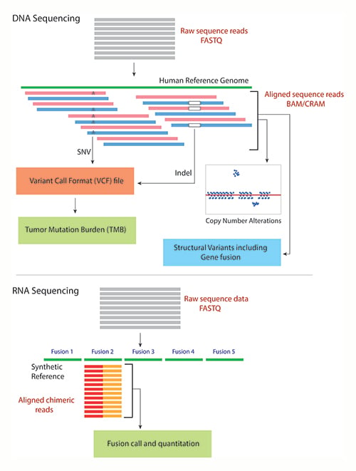Two charts showing the process of DNA sequencing and RNA sequencing