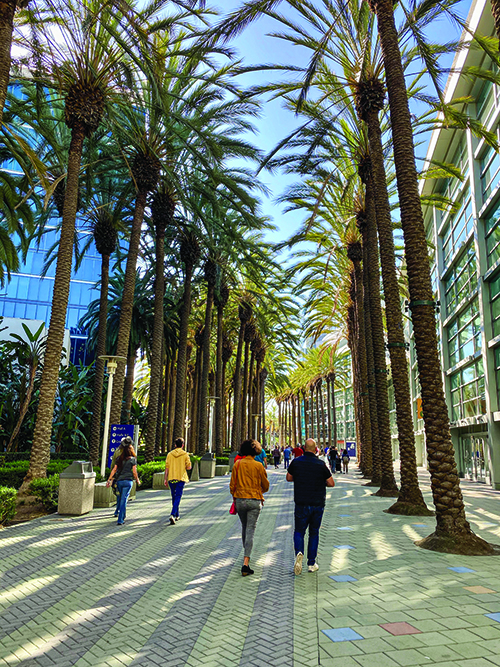 A view from behind of people walking in between palm trees along the Anaheim Convention Center