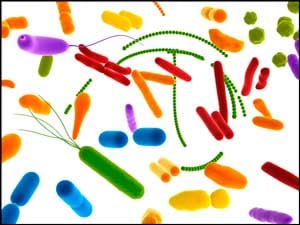 Bacteria