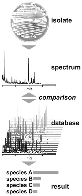 Figure 2: General Scheme of MALDI-TOF/MS Identification of Bacteria