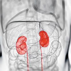 kidneys