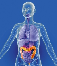 Internal organs