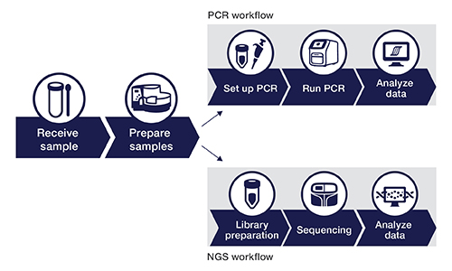Schematic workflow of qPCR and NGS testing