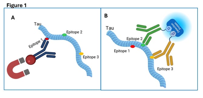 Schematic of a three-epitope-dependent immunoassay using ternary split-NanoLuc® luciferase system.