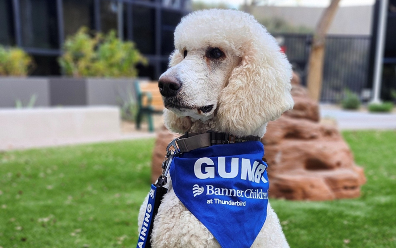 A white poodle wears a blue bandana with 