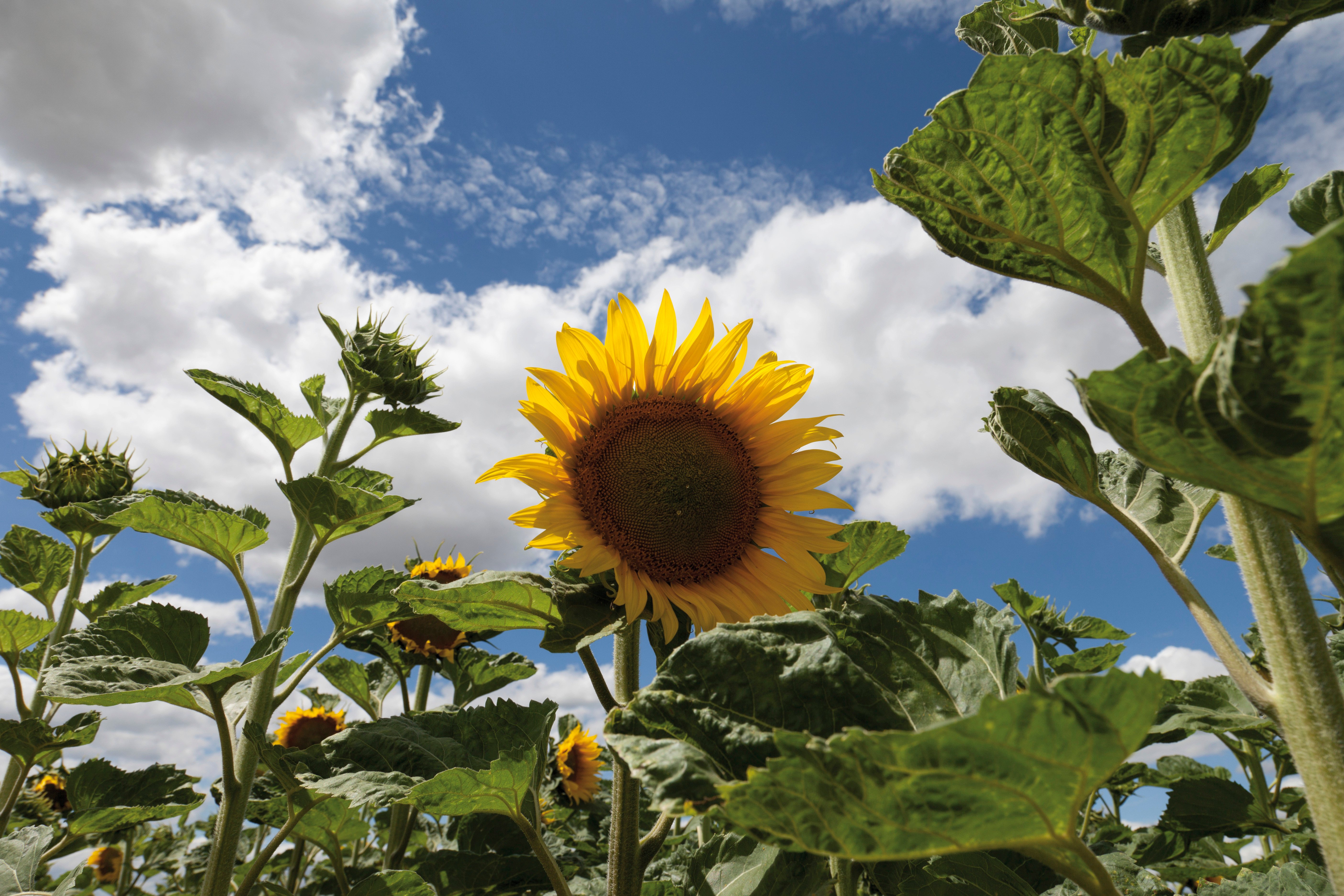 sunflower_field