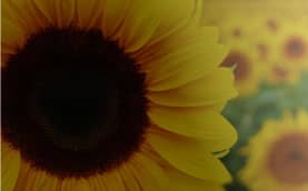girasol