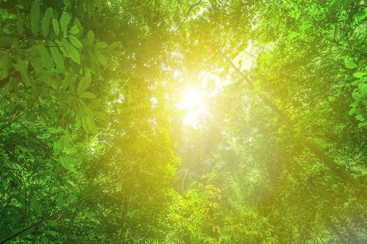 Forest trees