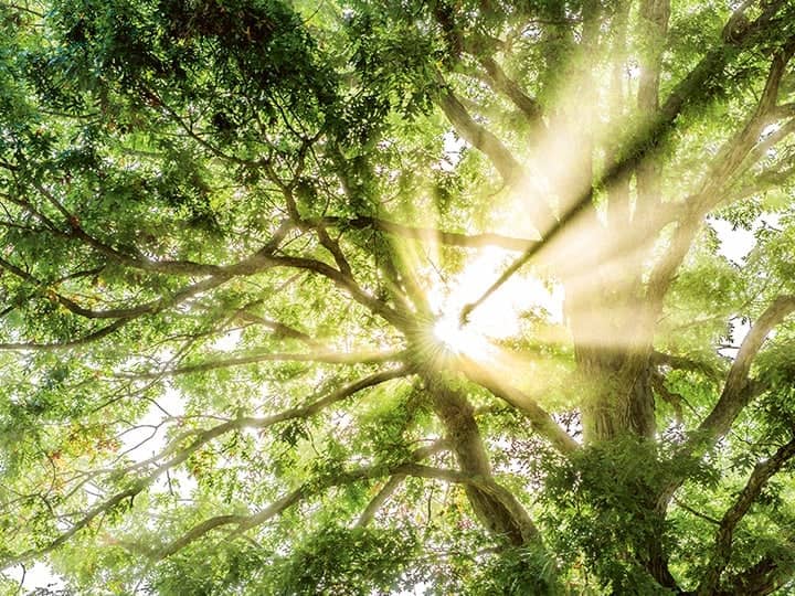 Die Sonne scheint durch die Blätter der Bäume