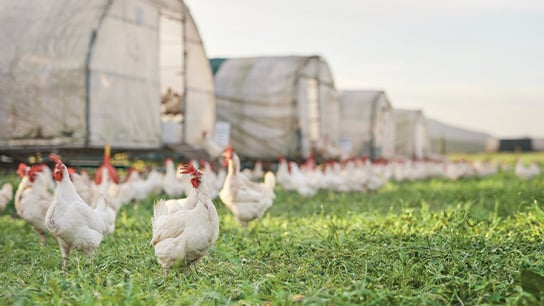 Chickens in a field with a barn in the background