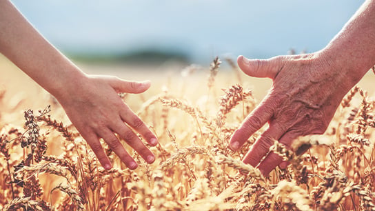 Two hands touching wheat