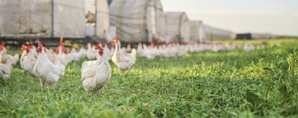 Chickens in a field with a barn in the background