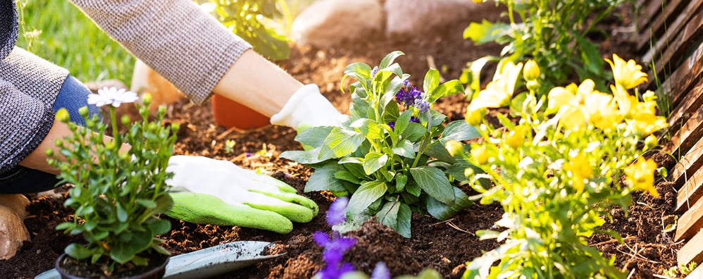 Person attending to garden and plants
