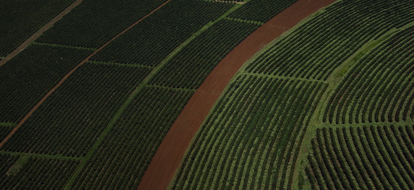 A bird's eye view of a field of lush crops in neat lines, bisected by a dirt road.