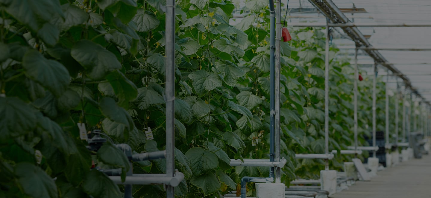 Rows of plants being grown vertically in a modern greenhouse.