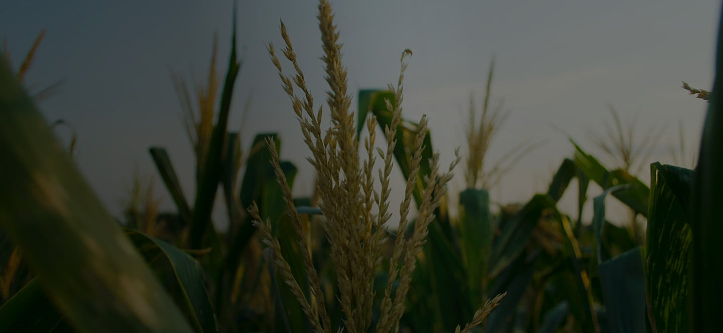 Close-up of a vibrant corn plant with green leaves in a sunny field.
