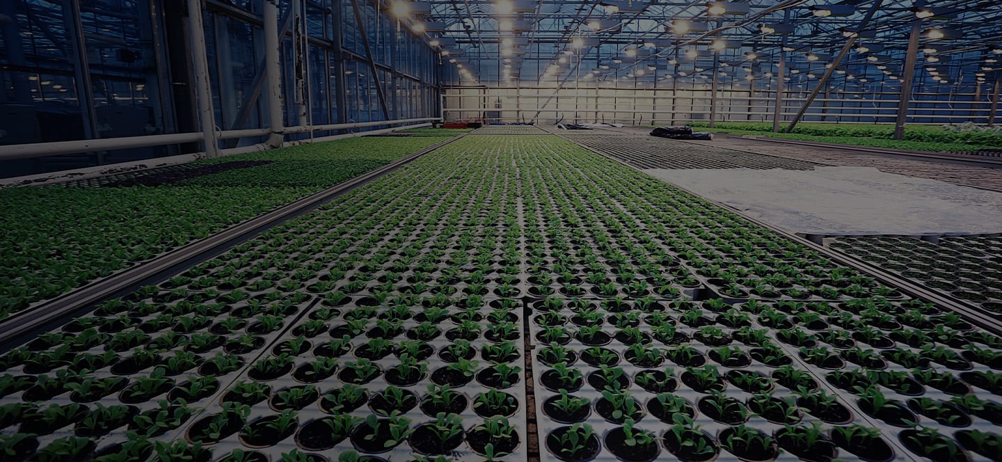 A modern, large greenhouse featuring multiple rows of flourishing plants, illuminated by grow lights above.