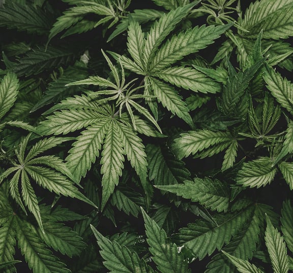 Cannabis Law