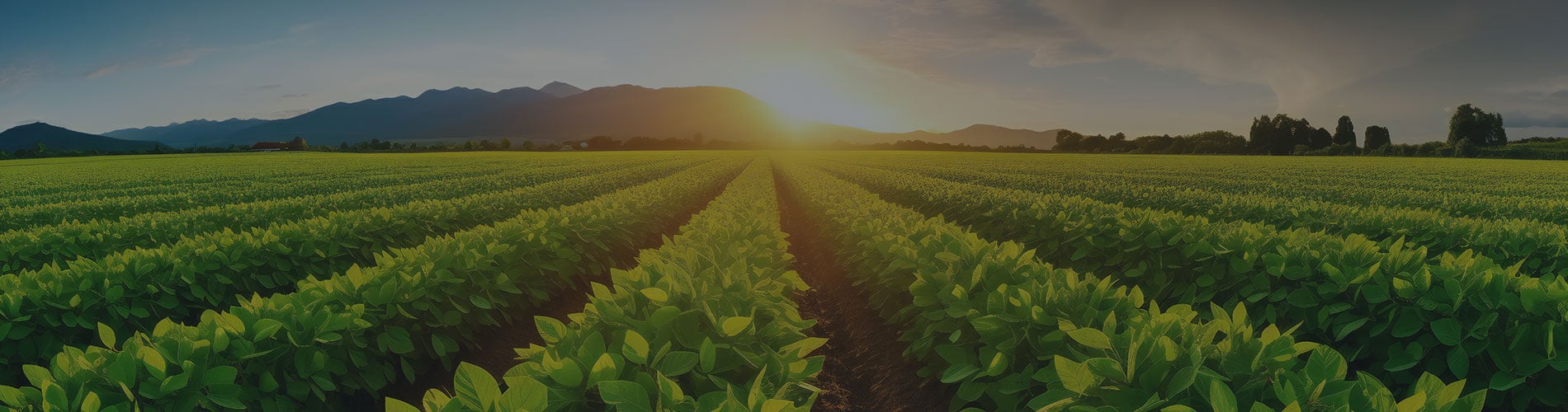 Whats Next For Agribusiness in Alberta
