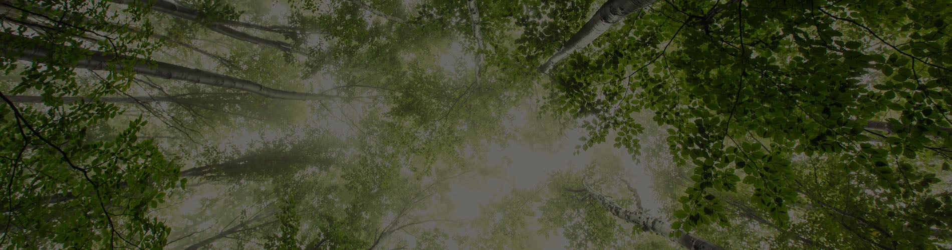 Spring forest with sun