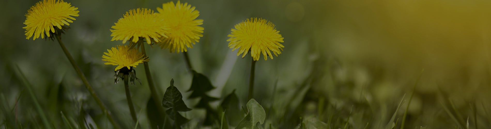 dandelion weeds